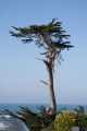 Wind blown tree at Dillon Beach