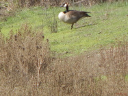 Goose at Qtr Mile