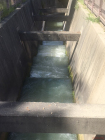 Fish ladder at Clausen Fish Hatchery—there in there somewhere!